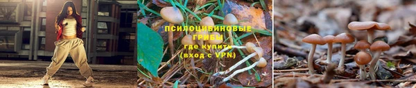 прущие грибы Балабаново